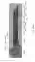 Fig. 545 - Nozzle with reciprocating plunger