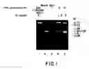 Fig. 02 - Higher order structure and binding of peptide nucleic acids