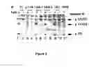 Fig. 03 - Caspase-8 binding protein, its preparation and use