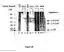 Fig. 05 - Caspase-8 binding protein, its preparation and use