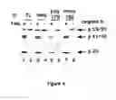 Fig. 06 - Caspase-8 binding protein, its preparation and use