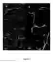 Fig. 03 - Microporous latex membranes, related articles and methods