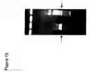 Fig. 15 - Attenuated bacteria useful in vaccines