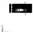 Fig. 19 - Attenuated bacteria useful in vaccines
