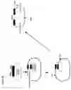 Fig. 22 - Attenuated bacteria useful in vaccines