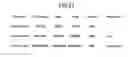 Fig. 24 - Image forming apparatus, image processing method, image processing program and recording medium