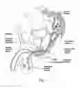 Fig. 02 - Methods for stimulating components in, on, or near the pudendal nerve or its branches to achieve selective physiologic responses