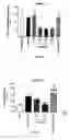 Fig. 13 - Human antibody molecules for IL-13