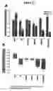 Fig. 16 - Human antibody molecules for IL-13