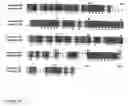Fig. 24 - Human antibody molecules for IL-13