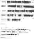 Fig. 25 - Human antibody molecules for IL-13