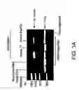 Fig. 06 - In Vitro sorting method