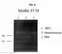 Fig. 05 - Monoclonal antibodies and cell surface antigens for the detection and treatment of small cell lung cancer (SCLC)