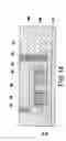 Fig. 08 - High-density split-gate FinFET