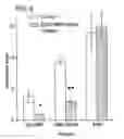 Fig. 12 - Recombinant MHC molecules useful for manipulation of antigen-specific T-cells