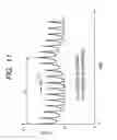 Fig. 10 - Projection type cathode ray tube having improved focus characteristics