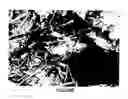 Fig. 02 - Cellulosic and lignocellulosic materials and compositions and composites made therefrom