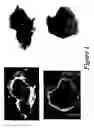 Fig. 02 - Novel hydrotalcites, syntheses, and uses