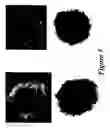 Fig. 06 - Novel hydrotalcites, syntheses, and uses