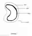 Fig. 02 - Edible testa-on (skin-on) cashew nuts and methods for preparing same
