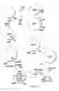 Fig. 06 - Mutant tyrosine repressor gene and utilization thereof