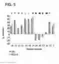 Fig. 06 - Peptides that inhibit complement activation