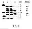 Fig. 02 - strains and their insecticidal proteins