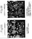 Fig. 08 - High strength aluminum alloy casting and method of production of same