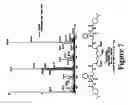 Fig. 08 - Mechanism-based targeted pancreatic beta cell imaging and therapy