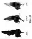 Fig. 41 - Mechanism-based targeted pancreatic beta cell imaging and therapy