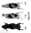 Fig. 46 - Mechanism-based targeted pancreatic beta cell imaging and therapy