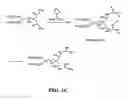 Fig. 06 - Compounds for delivering substances into cells