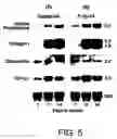 Fig. 05 - Structures useful for bone engineering and methods