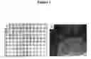 Fig. 02 - Cytotoxicity mediation of cells evidencing surface expression of CD44