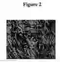Fig. 03 - Cytotoxicity mediation of cells evidencing surface expression of CD44