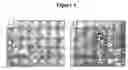 Fig. 04 - Cytotoxicity mediation of cells evidencing surface expression of CD44