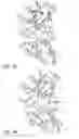 Fig. 07 - Methods of use of antibodies with reduced immunogenicity or toxicity