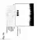 Fig. 08 - Sphingosine kinase interacts with traf2 and modulates tumor necrosis factor-induced cellular activity
