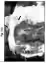 Fig. 02 - Homing peptides