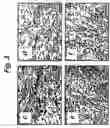 Fig. 06 - Homing peptides