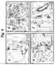 Fig. 08 - Homing peptides
