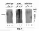 Fig. 06 - Heterologous boosting immunizations