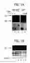 Fig. 02 - Capping enzyme of flavivirus and utilization of this protein in a process to test drugs with antiviral properties