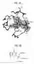 Fig. 05 - Capping enzyme of flavivirus and utilization of this protein in a process to test drugs with antiviral properties
