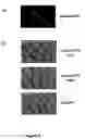 Fig. 06 - Gene expression profile for KSHV infection and methods for treating same
