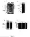 Fig. 09 - Gene expression profile for KSHV infection and methods for treating same