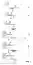 Fig. 06 - Detection of nucleic acid reactions on bead arrays