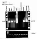 Fig. 02 - Mitogen activated kinase