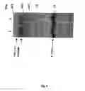 Fig. 07 - Screening method