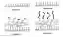 Fig. 02 - Novel method for production of dna biochips and applications thereof